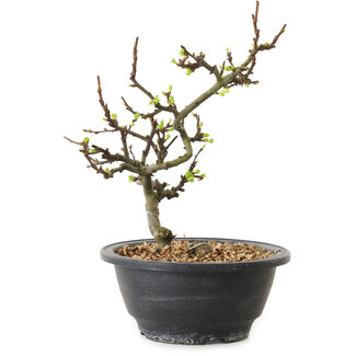 Chaenomeles speciosa with white flowers, 16 cm, ± 12 years old