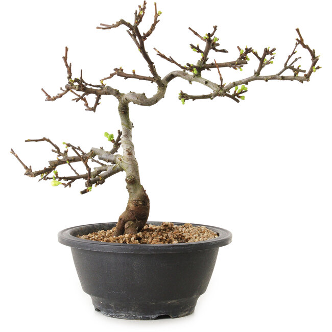 Chaenomeles speciosa con flores blancas, 16 cm, ± 12 años de edad.