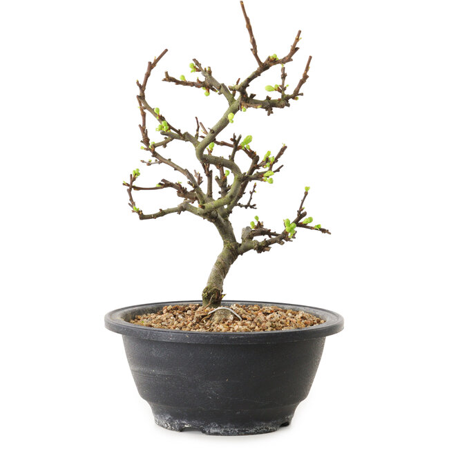 Chaenomeles speciosa con flores blancas, 16 cm, ± 12 años de edad.