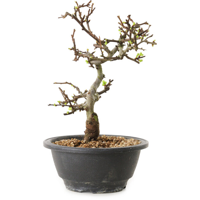 Chaenomeles speciosa mit weißen Blüten, 16 cm, ± 12 Jahre alt