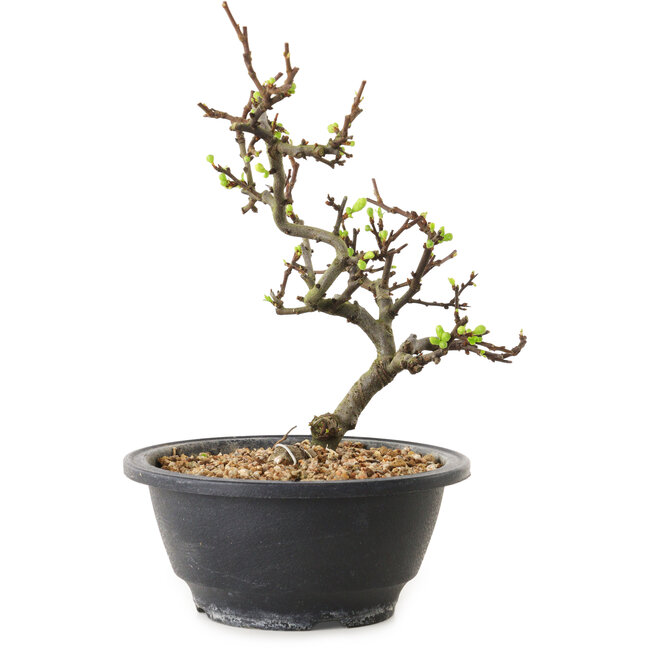 Chaenomeles speciosa met witte bloemen, 16 cm, ± 12 jaar oud