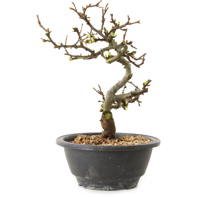 Chaenomeles speciosa mit weißen Blüten, 16 cm, ± 12 Jahre alt
