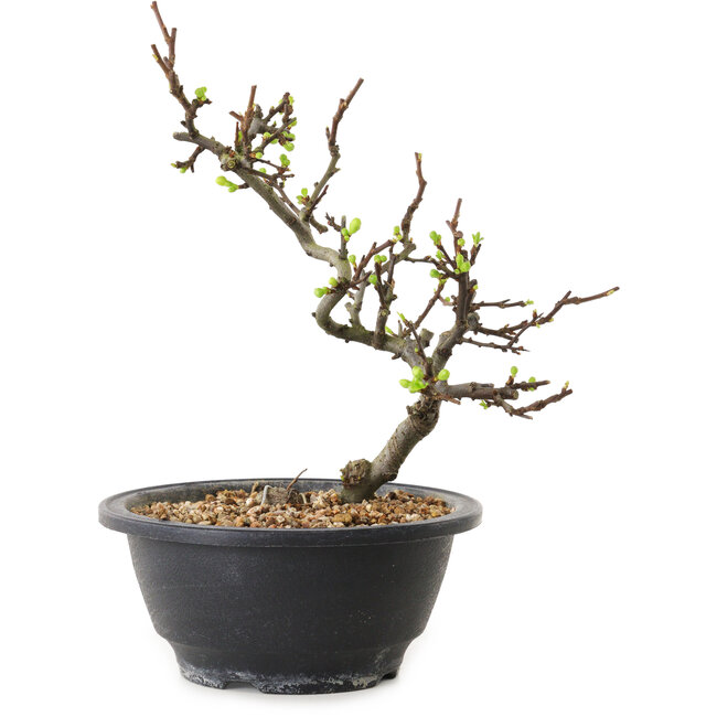 Chaenomeles speciosa with white flowers, 16 cm, ± 12 years old