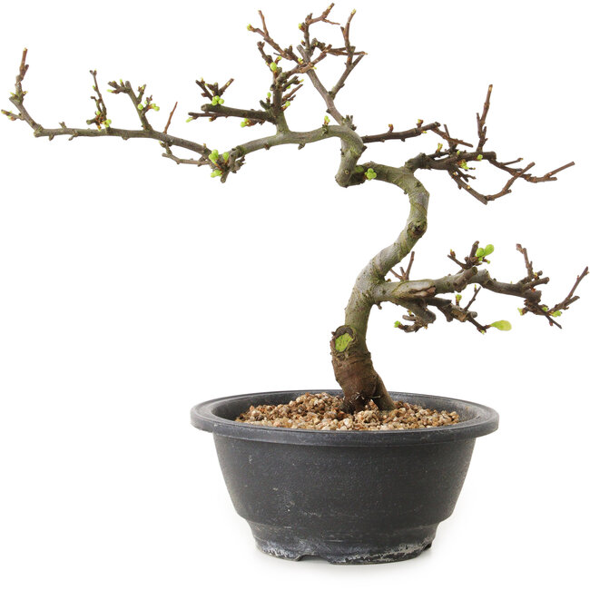 Chaenomeles speciosa mit weißen Blüten, 16 cm, ± 12 Jahre alt