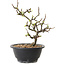 Chaenomeles speciosa mit weißen Blüten, 16 cm, ± 12 Jahre alt