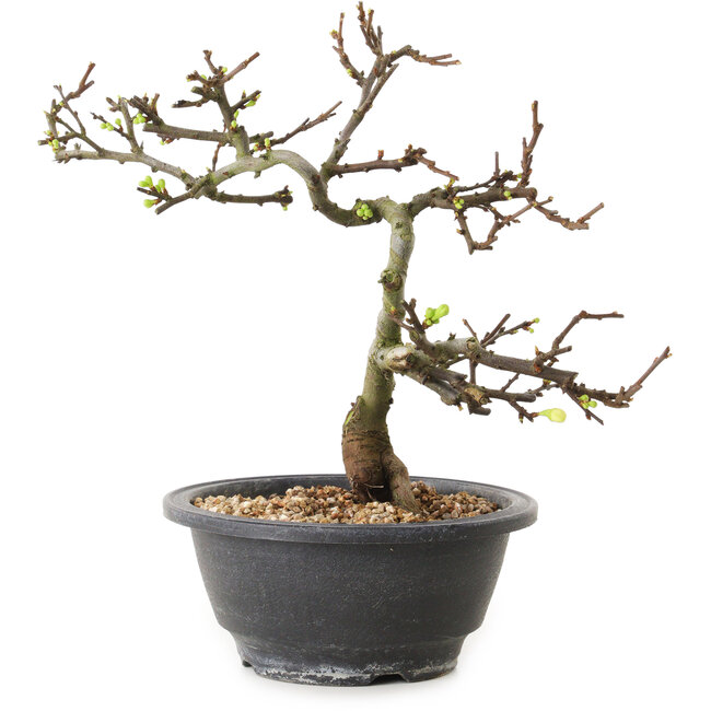 Chaenomeles speciosa con fiori bianchi, 16 cm, ± 12 anni di età