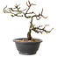 Chaenomeles speciosa met witte bloemen, 16 cm, ± 12 jaar oud