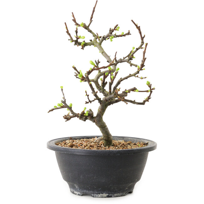 Chaenomeles speciosa con flores blancas, 16 cm, ± 12 años de edad.