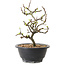 Chaenomeles speciosa met witte bloemen, 16 cm, ± 12 jaar oud