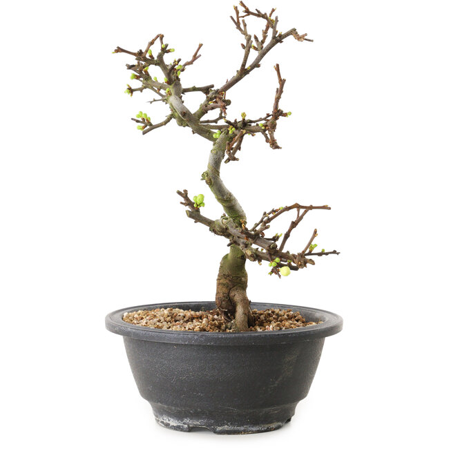 Chaenomeles speciosa mit weißen Blüten, 16 cm, ± 12 Jahre alt