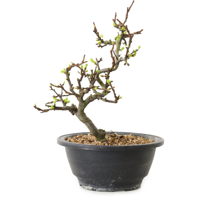 Chaenomeles speciosa con fiori bianchi, 16 cm, ± 12 anni di età
