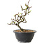 Chaenomeles speciosa met witte bloemen, 16 cm, ± 12 jaar oud