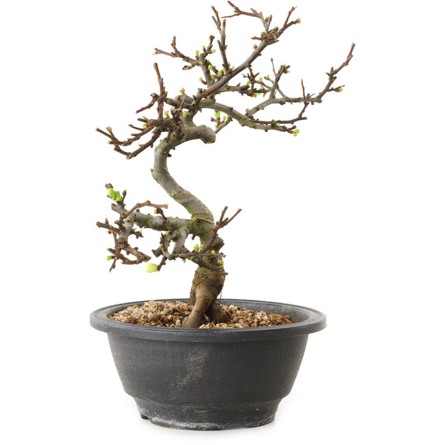 Chaenomeles speciosa mit weißen Blüten, 16 cm, ± 12 Jahre alt
