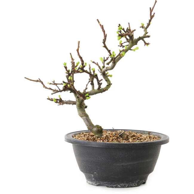 Chaenomeles speciosa con flores blancas, 16 cm, ± 12 años de edad.