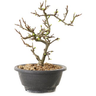 Chaenomeles speciosa con fiori bianchi, 16 cm, ± 12 anni di età
