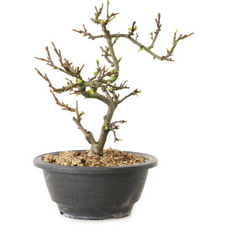 Chaenomeles speciosa met witte bloemen, 16 cm, ± 12 jaar oud