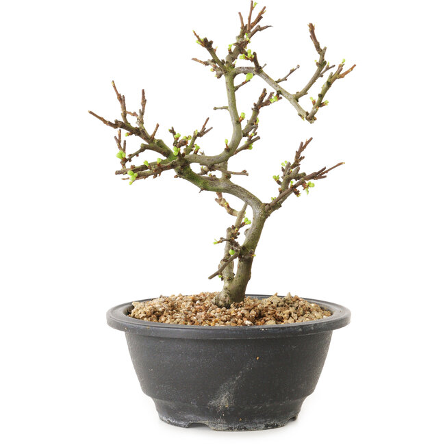 Chaenomeles speciosa con flores blancas, 16 cm, ± 12 años de edad.