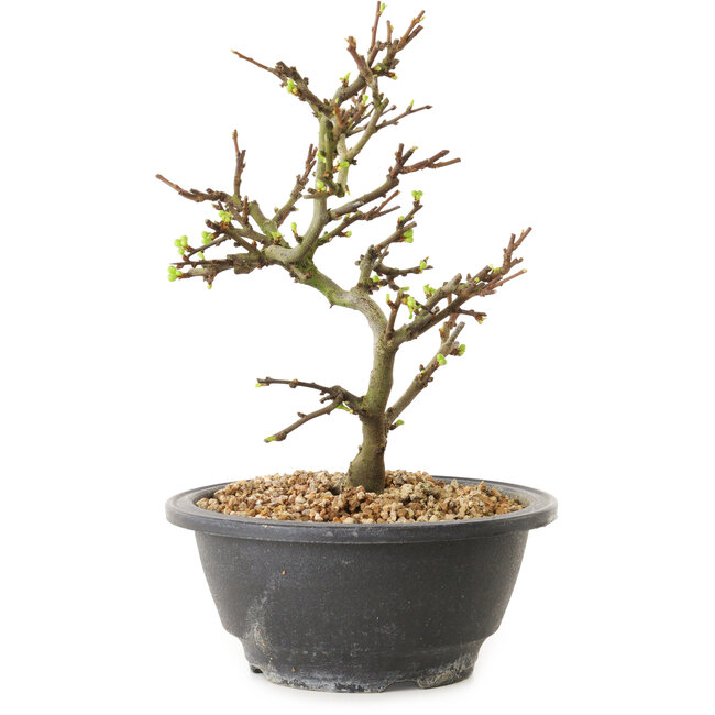 Chaenomeles speciosa con fiori bianchi, 16 cm, ± 12 anni di età