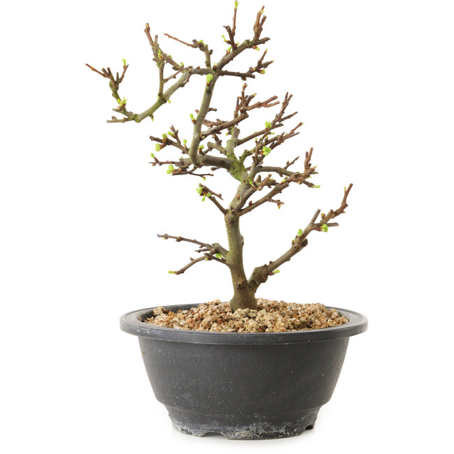 Chaenomeles speciosa con flores blancas, 16 cm, ± 12 años de edad.