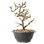 Chaenomeles speciosa met witte bloemen, 16 cm, ± 12 jaar oud
