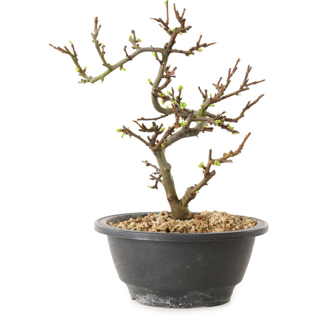 Chaenomeles speciosa à fleurs blanches, 16 cm, ± 12 ans