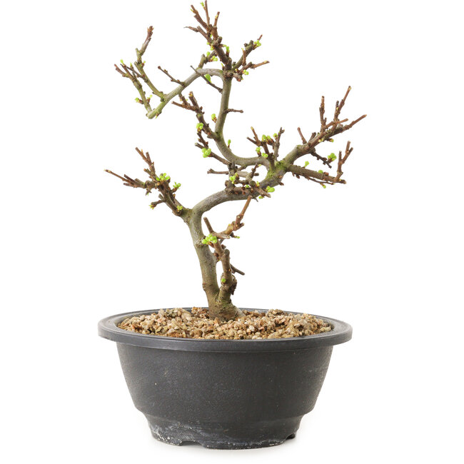 Chaenomeles speciosa con fiori bianchi, 16 cm, ± 12 anni di età