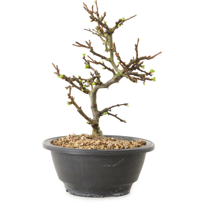 Chaenomeles speciosa met witte bloemen, 16 cm, ± 12 jaar oud