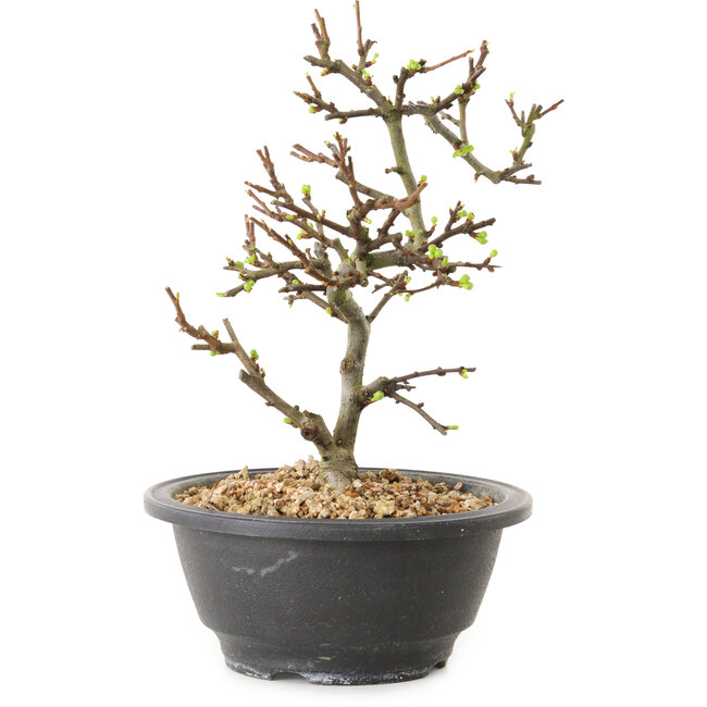 Chaenomeles speciosa con flores blancas, 16 cm, ± 12 años de edad.