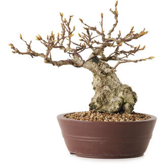 Carpinus coreana, 14 cm, ± 25 Jahre alt