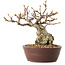 Carpinus coreana, 14 cm, ± 25 ans