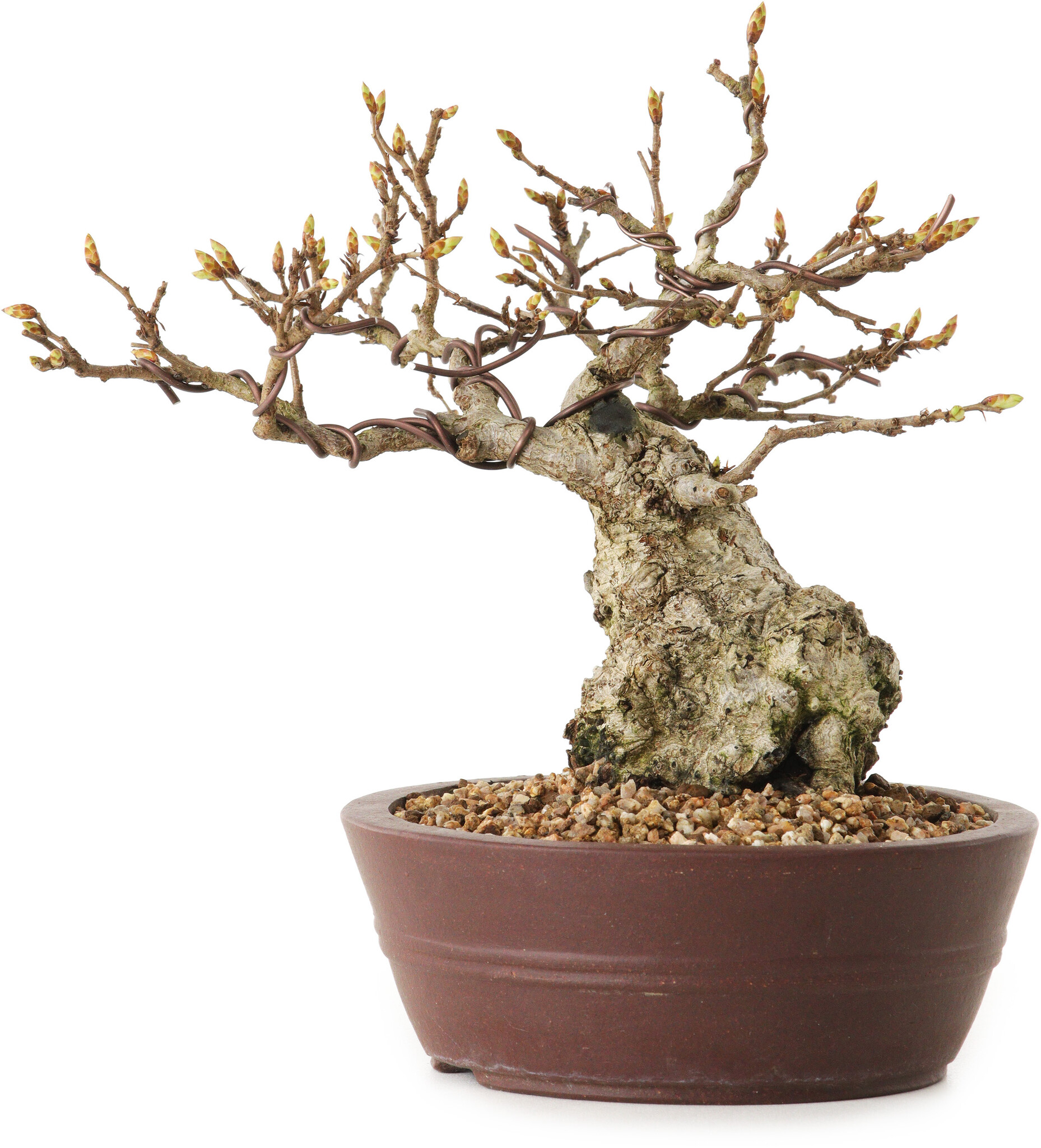 Carpinus coreana, 14 cm, ± 25 años - Bonsai Plaza