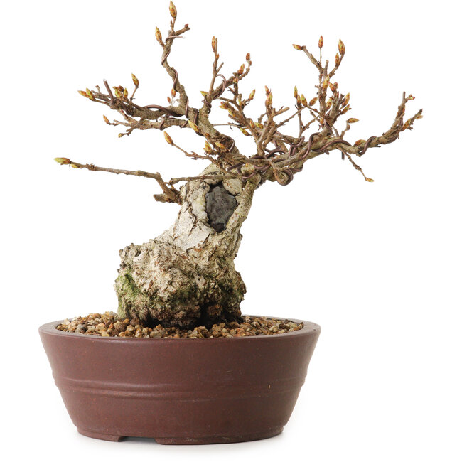 Carpinus coreana, 14 cm, ± 25 jaar oud