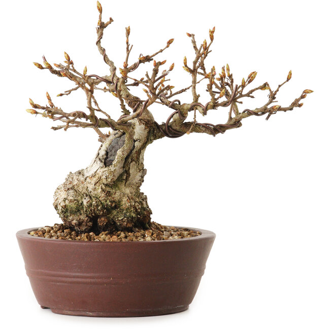 Carpinus coreana, 14 cm, ± 25 anni