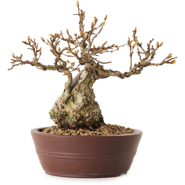Carpinus coreana, 14 cm, ± 25 Jahre alt