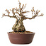 Carpinus coreana, 14 cm, ± 25 ans