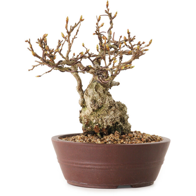 Carpinus coreana, 14 cm, ± 25 years old