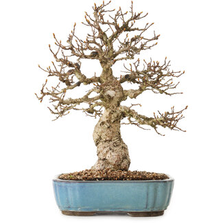 Carpinus coreana, 27 cm, ± 25 jaar oud