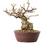 Carpinus coreana, 14 cm, ± 25 years old