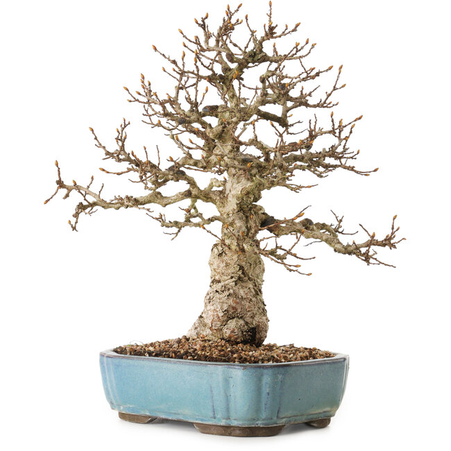 Carpinus coreana, 27 cm, ± 25 jaar oud
