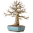 Carpinus coreana, 27 cm, ± 25 ans
