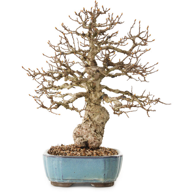 Carpinus coreana, 27 cm, ± 25 anni