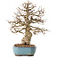 Carpinus coreana, 27 cm, ± 25 years old
