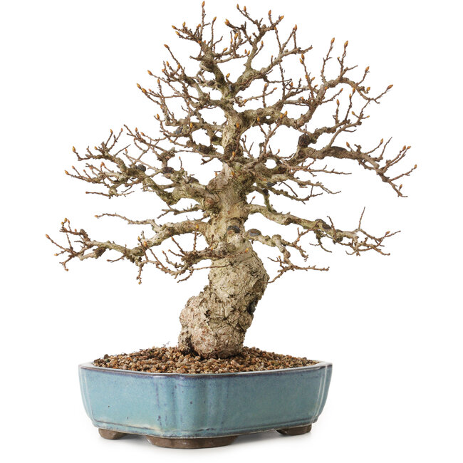 Carpinus coreana, 27 cm, ± 25 years old