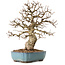 Carpinus coreana, 27 cm, ± 25 jaar oud