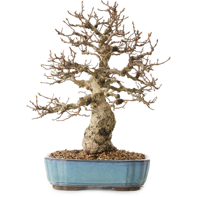 Carpinus coreana, 27 cm, ± 25 years old