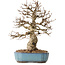Carpinus coreana, 27 cm, ± 25 years old