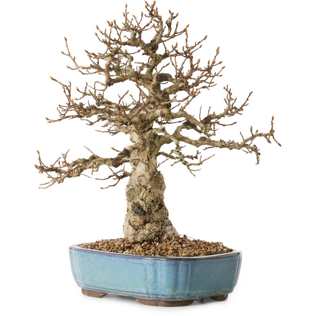 Carpinus coreana, 27 cm, ± 25 years old