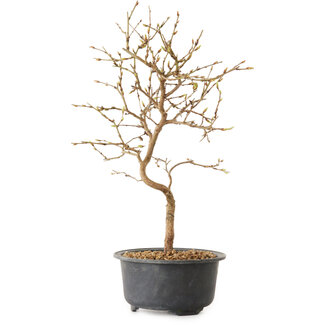 Carpinus coreana, 27 cm, ± 8 Jahre alt