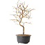 Carpinus coreana, 27 cm, ± 8 ans