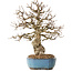 Carpinus coreana, 27 cm, ± 25 jaar oud